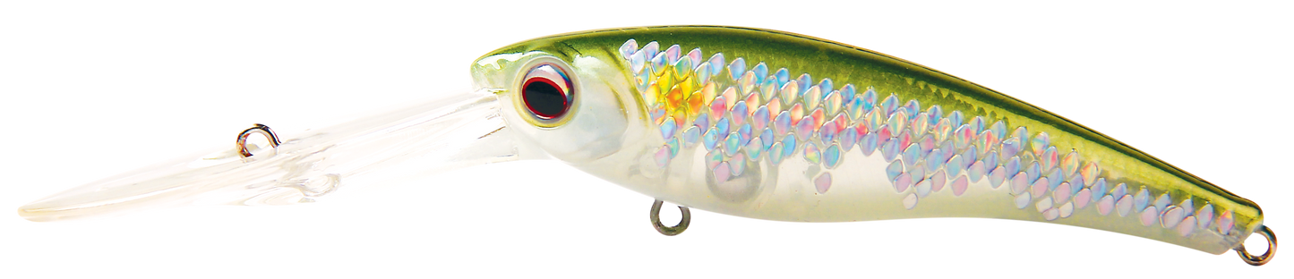 TANGO SHAD