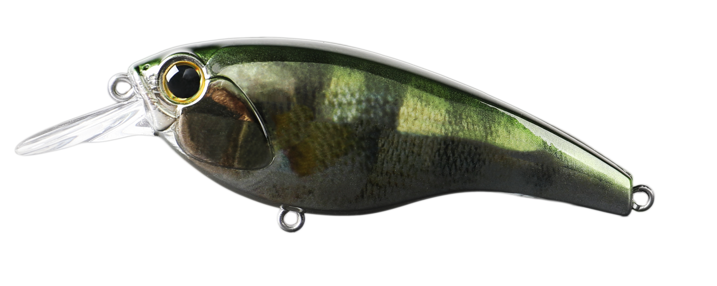 NAP SHAD